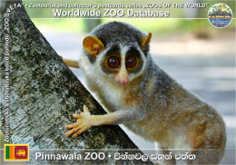 Delcampe - 01898 WZD • ZOO - Pinnawala ZOO, LK - Grey Slender Loris (Loris Lydekkerianus) - Sri Lanka (Ceylon)