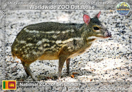 Delcampe - 01895 WZD • ZOO - National ZOO Of Sri Lanka (Colombo / Dehiwala ZOO),LK - Yellow-striped Chevrotain (Moschiola Kathygre) - Sri Lanka (Ceylon)