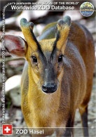 Delcampe - 01741 WZD • ZOO - ZOO Hasel, CH - Reeve’s Muntjac (Muntiacus Reevesi) - Brugg