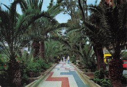 Delcampe - ESPAGNE PUERTO DE LA CRUZ PASEO DE PALMERAS - Sonstige & Ohne Zuordnung