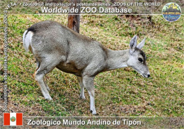 Delcampe - 01642 WZD • ZOO - Zoológico Mundo Andino De Tipón, PE - North Andean Huemul (Hippocamelus Antisensis) - Peru