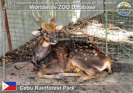 Delcampe - 1127 Cebu Rainforest Park († 2017), PH - Prince Alfred's Spotted Deer (Rusa Alfredi) - Filippijnen