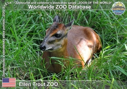 Delcampe - 874 Ellen Trout Zoo, US - Bay Duiker (Cephalophus Dorsalis) - Sonstige & Ohne Zuordnung