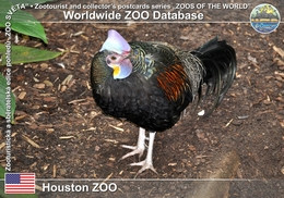Delcampe - 873 Houston Zoo, US - Green Junglefowl (Gallus Varius) - Houston