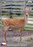 Delcampe - 752 Naucna Stezka Bijadla, CZ - Dybowski’s Deer (Cervus Nippon Hortulorum) - Repubblica Ceca