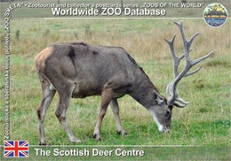 Delcampe - 439 The Scottish Deer Centre, UK - White-lipped Deer (Cervus Albirostris) - Fife