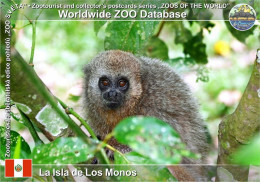 Delcampe - 01639 WZD • ZOO - La Isla De Los Monos, PE - San Martin Titi (Plecturocebus Oenanthe) - Peru