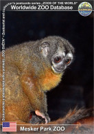 Delcampe - 01456 WZD • ZOO - Mesker Park ZOO, US - Gray-bellied Night Monkey (Aotus Lemurinus) - Evansville
