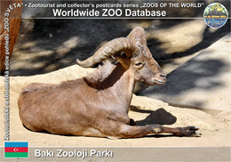 Delcampe - 01314 Baku Zoo, AZ - East Caucasian Tur (Capra Cylindricornis) - Azerbaigian