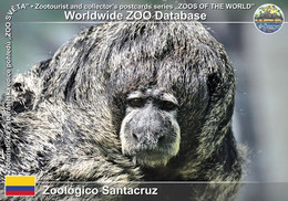 Delcampe - 00942 Zoologico Santacruz, CO - Miller's Monk Saki (Pithecia Monachus Milleri) - Kolumbien