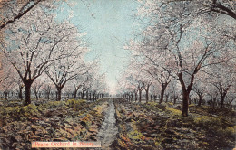 Delcampe - B323 US Los Angeles California Prune Orchard In Bloom Vintage Postcard - Los Angeles