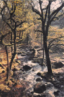 Delcampe - Uk43569 Becky Falls Manaton Uk - Sonstige & Ohne Zuordnung