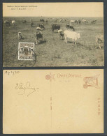 Delcampe - China Harbin 1/2c 1930 Old Postcard Pasture Nr Sunggari River Cattle Cow 松花江對岸牧場 - China