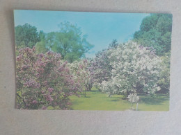 Delcampe - AU + RAPIDE  -  CPSM  ETATS UNIS - NEW YORK - ROCHESTER - LILAC TIME  -   NON VOYAGEE  - FORMAT CPA - Rochester