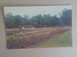 Delcampe - AU + RAPIDE  -  CPSM  ETATS UNIS - NEW YORK - ROCHESTER - ROSE GARDEN IN MAPLEWOOD PARK  -   VOYAGEE  - FORMAT CPA - Rochester