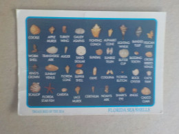 Delcampe - AU + RAPIDE  -  CPSM  ETATS UNIS -  FLORIDA SEA SHELLS - COQUILLAGE  -   VOYAGEE  TIMBRE DECOLLE - Sonstige & Ohne Zuordnung