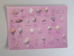 Delcampe - AU + RAPIDE  -  CPSM  ETATS UNIS -  OCEAN S  TREASURE FROM FLORIDA  - COQUILLAGE  SHELL -   VOYAGEE  NON TIMBREE - Sonstige & Ohne Zuordnung