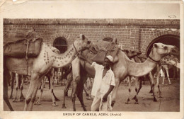 Delcampe - B323 Yemen Group Of Camels Aden Native Boy Ethnic RPPC Vintage Postcard - Jemen