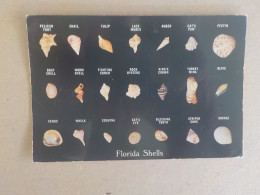 Delcampe - AU + RAPIDE  -  CPSM  ETATS UNIS -  FLORIDA  REPRESENTATIVE COLLECTION OF SHELLS COQUILLAGE -   VOYAGEE  NON TIMBREE - Sonstige & Ohne Zuordnung