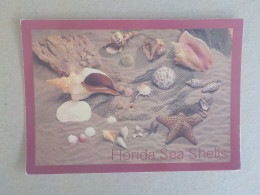 Delcampe - AU + RAPIDE  -  CPSM  ETATS UNIS -  FLORIDA  SEA SHELL COLLECTION - COQUILLAGE  -   VOYAGEE   TIMBREE - Sonstige & Ohne Zuordnung