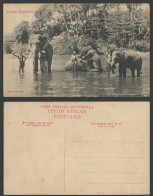 Delcampe - Ceylon Old Postcard Ceylan Elephants Bathing In Lake Or River, Native Trainers - Sri Lanka (Ceylon)