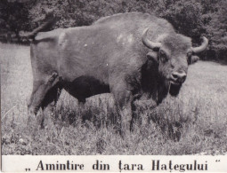 Delcampe - Romania - Hateg - Amintire Din Tara Hategului - Zimbru - Aurochs - Rumänien
