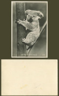 Delcampe - Australia Koala Native Bear Australian Animal Old Real Photo Postcard No. 55 - Autres & Non Classés