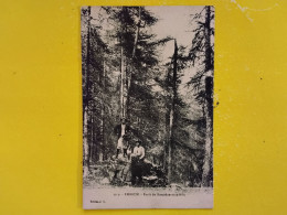 Delcampe - CPA - DEPT. 05 - HAUTES ALPES  - EMBRUN  - FORÊT DE BOSCODON - SOUS BOIS - Embrun