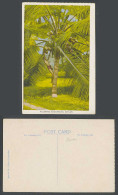 Delcampe - Ceylon Old Colour Postcard Plucker Plucking Cocoanuts Coconuts Palm Tree Climber - Sri Lanka (Ceylon)
