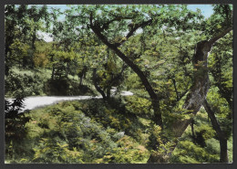 Delcampe - Italy - Alfero - Strada S. Piero Fossatone Mountain Road Landscape - 1968 - Posted - Forlì