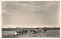 Delcampe - B324 Hungary 1924 Kecskemet View Of The Steppe Puszta Horses RPPC Postcard - Ungarn