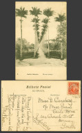 Delcampe - Brazil 100r Old Postcard Rio De Janeiro Botanic Garden Jardim Botanico Palm Tree - Autres