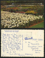Delcampe - BERMUDA Old Postcard East Lilies - Agricultural Station - Bermudes