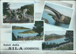 Delcampe - Ah721 Cartolina Saluti Dalla Sila Cosenza - Cosenza