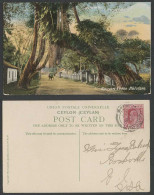 Delcampe - Ceylon KE7 6c 1908 Old Colour Postcard Giant Banyan Trees Kalutara, Street Scene - Sri Lanka (Ceylon)