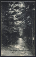 Delcampe - AK Bad Oldesloe, Tannenweg Im Kurpark - Bad Oldesloe