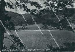 Delcampe - Ap519 Cartolina Bellezze Di Calabria Lago Ampollino Cosenza - Cosenza