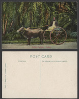 Delcampe - Ceylon Old Colour Postcard Bullock Hackery & Native Driver F. Skeen & Co Colombo - Sri Lanka (Ceylon)