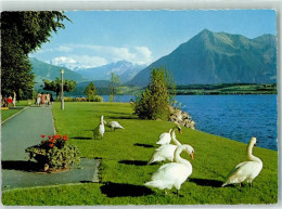 Delcampe - 3652 Hilterfingen - Thunersee Schwäne Strandpromenade Hilterfingen Blüml... - 10280975 - Hilterfingen