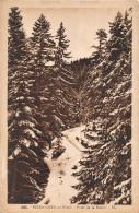 Delcampe - BR45829 Peira Cava En Hover Foret De La Mairis France - Sonstige & Ohne Zuordnung