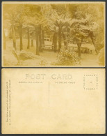 Delcampe - Australia Old Real Photo Postcard Fern Tree Bower Nr Hobart Tasmania Ferns Trees - Autres & Non Classés