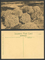 Delcampe - Bermuda Corrals Old Postcard Corral - J.H. Bradley & Co. Hamilton Bermuda No.60 - Bermuda