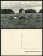 Delcampe - Denmark Copenhagen Old Postcard Eremitage Slottet DEER - Dänemark