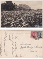 Delcampe - # CORTINA D'AMPEZZO - PANORAMA DI ..FIORI - FOT. ZARDINI   1927 - Belluno