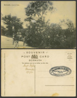 Delcampe - Bermuda 1910 Old Postcard Oleander Trees Oleanders In Bloom Flowers, Donkey Cart - Bermuda