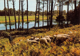 Delcampe - TRANSHUMANCE Mouton Moutons Troupeau De Moutons En Paturage Visage Des Landes 4(scan Recto-verso) MA1086 - Elevage