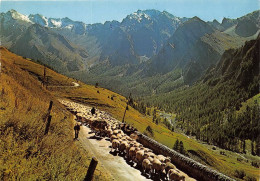 Delcampe - TRANSHUMANCE Mouton Moutons SAINT VERAN 32(scan Recto-verso) MA1086 - Elevage