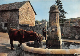 Delcampe - TRANSHUMANCE Mouton Moutons En Parcourant L Auvergne L Abreuvoir 11(scan Recto-verso) MA1086 - Elevage