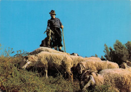 Delcampe - TRANSHUMANCE Mouton Moutons Dans Nos Montagnes Moutons Au Paturage 16(scan Recto-verso) MA1086 - Elevage