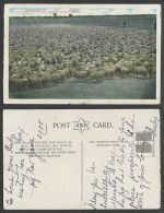 Delcampe - Australia Old Colour Postcard Burrawong Burrawang Station A Flock Of Sheep N.S.W - Autres & Non Classés